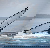 Hervey Bay Whale Watching Cruise - Darwin Tourism