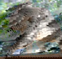 Lone Pine Koala Sanctuary Admission with Brisbane River Cruise - Darwin Tourism