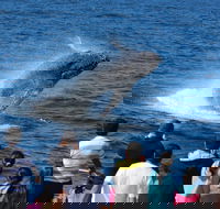 Tangalooma Island Resort Whale Watching Day Cruise - Darwin Tourism