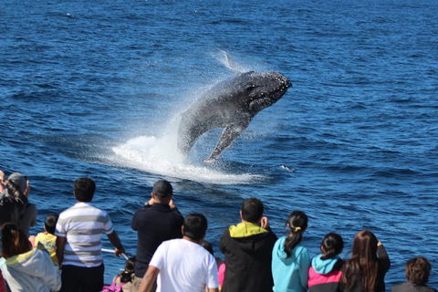 Tangalooma Island Resort Whale Watching Day Cruise With Dolphin Viewing - Darwin Tourism 1