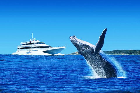 Tangalooma Island Resort Whale Watching Day Cruise With Dolphin Viewing - Darwin Tourism 2