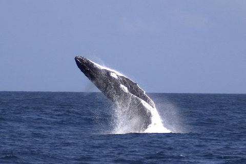 Tangalooma Island Resort Whale Watching Day Cruise With Dolphin Viewing - Darwin Tourism 4