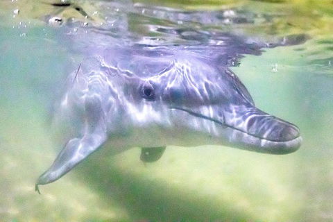 Tangalooma Island Resort Whale Watching Day Cruise With Dolphin Feeding - Darwin Tourism 0