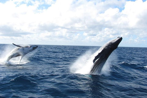 Tangalooma Island Resort Whale Watching Day Cruise With Dolphin Feeding - Darwin Tourism 1