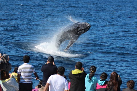Tangalooma Island Resort Whale Watching Day Cruise With Dolphin Feeding - Darwin Tourism 5