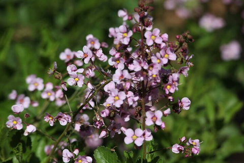 Pinnacles Sunset Dinner And Stargazing Experience A Small Group Tour - Darwin Tourism 2