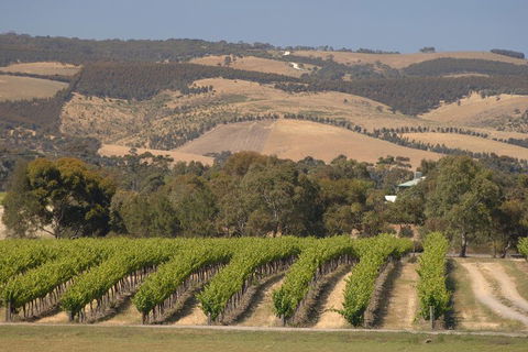 McLaren Vale And Glenelg Wine Tasting And Sightseeing (Half-day Afternoon) - Darwin Tourism 2