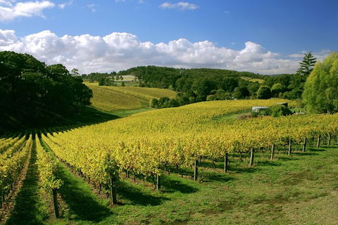 McLaren Vale And Glenelg Wine Tasting And Sightseeing (Half-day Afternoon) - Darwin Tourism 4