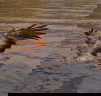 Litchfield and Jumping Crocodiles Full Day Trip from Darwin - Darwin Tourism