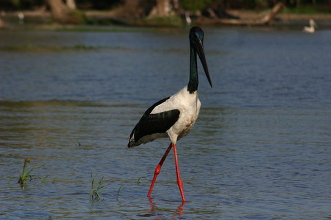 Litchfield And Jumping Crocodiles Full Day Trip From Darwin - Darwin Tourism 1