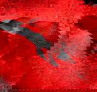 Small-Group Kangaroo Island 4WD Night Tour - Darwin Tourism