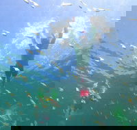 Manly Snorkel Trip and Nature Walk with Local Guide - Darwin Tourism