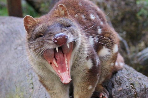 After Dark Tasmanian Devil Feeding Tour At Cradle Mountain - Darwin Tourism 0