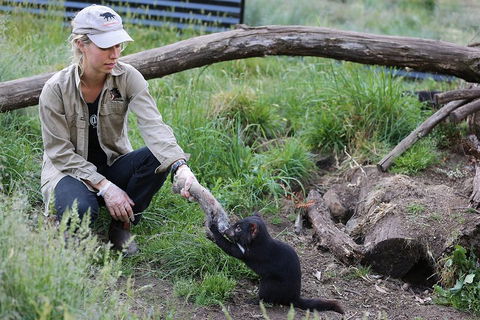 After Dark Tasmanian Devil Feeding Tour At Cradle Mountain - Darwin Tourism 1