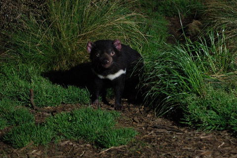 After Dark Tasmanian Devil Feeding Tour At Cradle Mountain - Darwin Tourism 4
