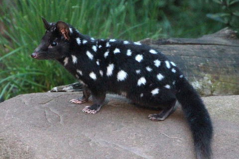 After Dark Tasmanian Devil Feeding Tour At Cradle Mountain - Darwin Tourism 5