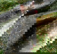 1-Hour Tasmanian Devil Feeding Day Tour at Cradle Mountain