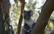 Healesville Sanctuary And Phillip Island Wildlife Bus Tour - thumb 0