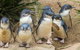 Healesville Sanctuary And Phillip Island Wildlife Bus Tour - thumb 2