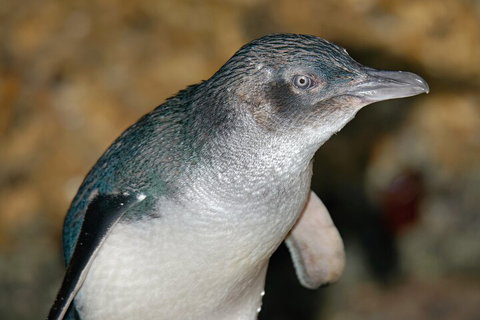 Healesville Sanctuary And Phillip Island Wildlife Bus Tour - Darwin Tourism 4