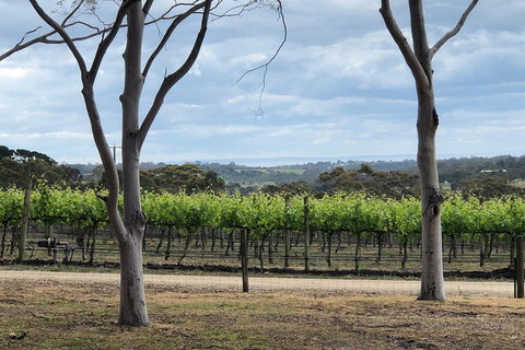 Yarra Valley Wine Tour Inc Lunch With A Glass Of Wine, Tastings And Chocolate - Darwin Tourism 3