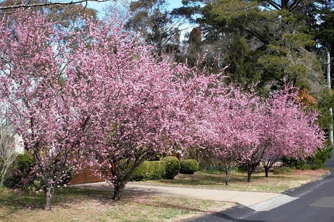 Blue Mountains - Darwin Tourism 1