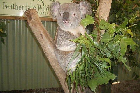 Full-Day Private Blue Mountains Tour With River Cruise - Darwin Tourism 2