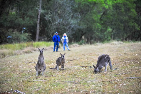 Blue Mountains Private Tour From Sydney - Darwin Tourism 2