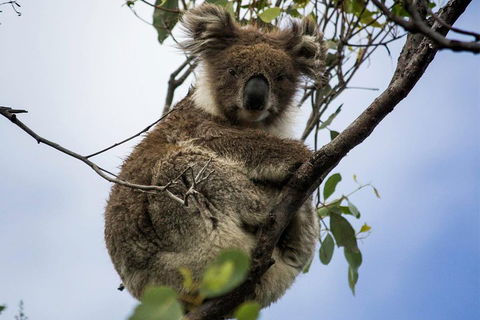 Phillip Island And French Island Wildlife Expedition - Darwin Tourism 3