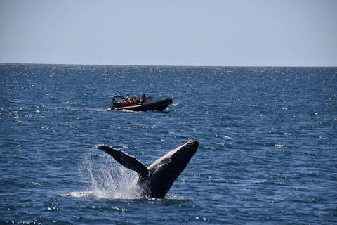Adventure Whale Watching Tour Mooloolaba - Darwin Tourism 1