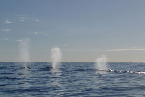 Adventure Whale Watching Tour Mooloolaba - Darwin Tourism 3