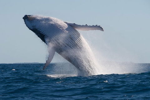 Adventure Whale Watching Tour Mooloolaba - Darwin Tourism 5