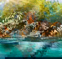 Croc Express to Australia Zoo from Brisbane - Darwin Tourism