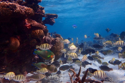 Lagoon Explorer - Ningaloo Reef Full-Day Kayaking And Snorkeling Adventure - Darwin Tourism 2