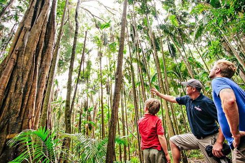 Natural Bridge & Springbrook Waterfalls Tour + Hot Air Balloon With Breakfast - Darwin Tourism 5