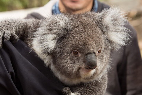 Bonorong Wildlife Park And Richmond Afternoon Tour From Hobart - Darwin Tourism 2