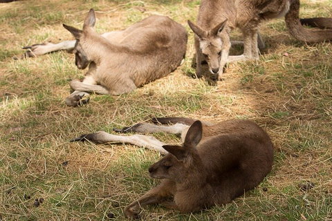 Bonorong Wildlife Park And Richmond Afternoon Tour From Hobart - Darwin Tourism 3