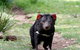 Bonorong Wildlife Park And Richmond Afternoon Tour From Hobart - thumb 4