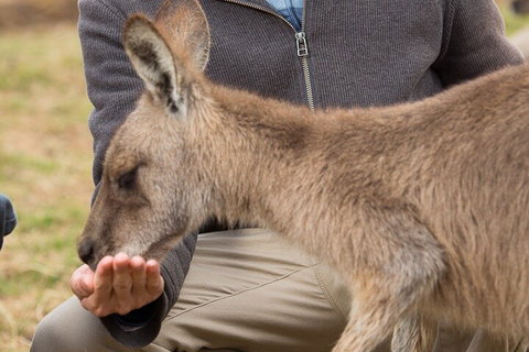 Bonorong Wildlife Park And Richmond Afternoon Tour From Hobart - Darwin Tourism 5