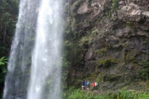 Springbrook National Park Discovery Full-Day Bushwalking Tour - Darwin Tourism 0