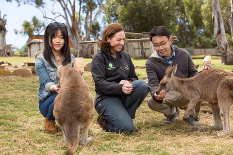 Bonorong Wildlife Park And Richmond Afternoon Tour From Hobart - Darwin Tourism 1