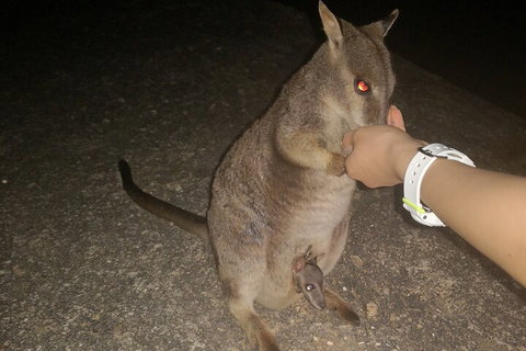 Private Tour To Paronella Park, Historic Village Herberton And Wild Life Wallaby - Darwin Tourism 0