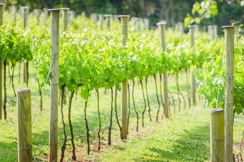 Deluxe Winery Tour To Tamborine Mountain, Includes Gourmet Two Course Lunch - Darwin Tourism 5