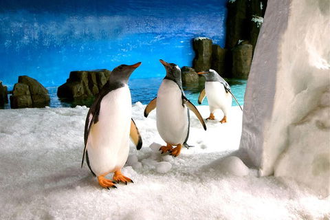Penguin Passport At SEA LIFE Melbourne Aquarium - Darwin Tourism 1
