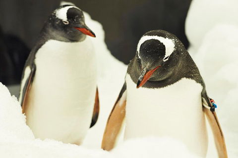 Penguin Passport At SEA LIFE Melbourne Aquarium - Darwin Tourism 2