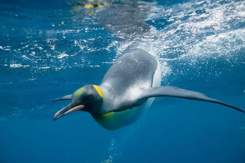 Penguin Passport At SEA LIFE Melbourne Aquarium - Darwin Tourism 3