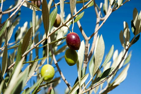 Fine Flavours - Full Day Kangaroo Island Food & Wine Tour - Darwin Tourism 4