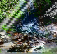 Full Day Small Group Luxury Tour to Tamborine Mountain - Darwin Tourism