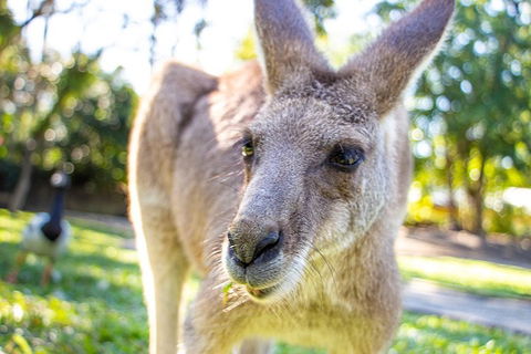 Virtual Interactive Australian Wildlife Tour With Private Guide-Wildlife Habitat - Darwin Tourism 2