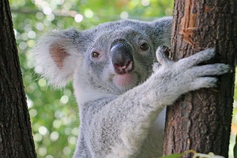 Virtual Interactive Australian Wildlife Tour With Private Guide-Wildlife Habitat - Darwin Tourism 3